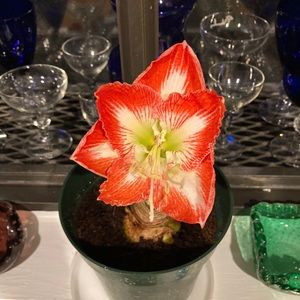 Meet your Posher, Mary stephanie